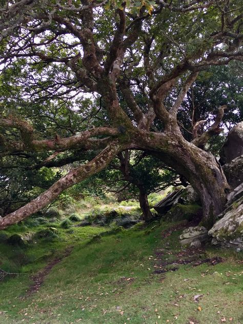 Southern Live Oak Trees, Oak Trees Aesthetic, Big Tree Aesthetic, Oak Tree Aesthetic, Exile Aesthetic, Afterlife Aesthetic, Oak Tree Photography, The Hanging Tree, Fancy Tree