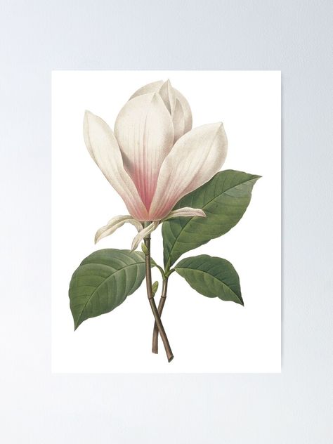 Redoute Flowers, Magnolia Blossom, Botanical Art Prints, Antique Illustration, Illustration Vintage, Magnolia Flower, Flower Clipart, Botanical Wall Art, Vintage Botanical