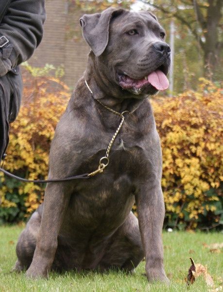 .cane corso Beautiful Cane Corso, Cane Corso Size, Kane Korso, Chien Cane Corso, Cane Corso Photography, British Mastiff, Cane Corso Without Cropped Ears, Italian Mastiff, Cane Corsos