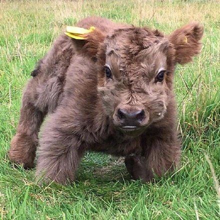 Toca Boca Hair Salon, Pet Cows, Baby Farm Animals, Fluffy Cows, Cute Animals Puppies, Highland Cows, Baby Cow, Baby Animals Pictures