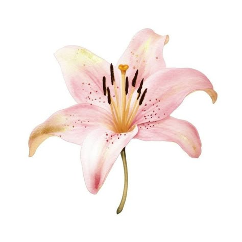 Pink Flowers White Background, Pink Flower Icon, Pretty Widgets, Lillies Flowers, Flower Lilly, Flower Widget, Flower White Background, Flowers Icon, Orchid Watercolor