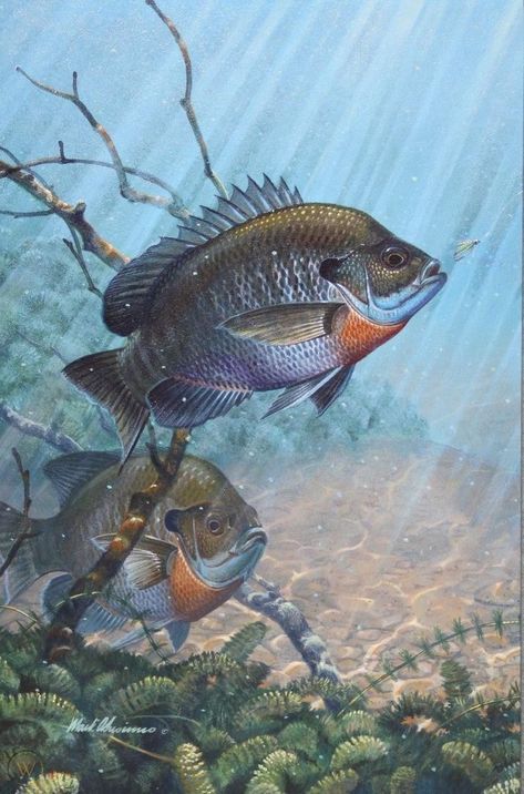 Bluegill Fish, Bass Fishing Pictures, Fish Chart, Deer Artwork, Musky Fishing, Fish Artwork, Hunting Design, Underwater Fish, Woodland Art