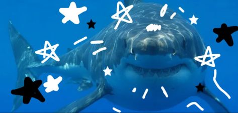 Shark Background, Aquarium Pictures, Shark Decor, Shark Pictures, Desktop Themes, Shark Fishing, Water Animals, Cute Shark, Sea Monsters