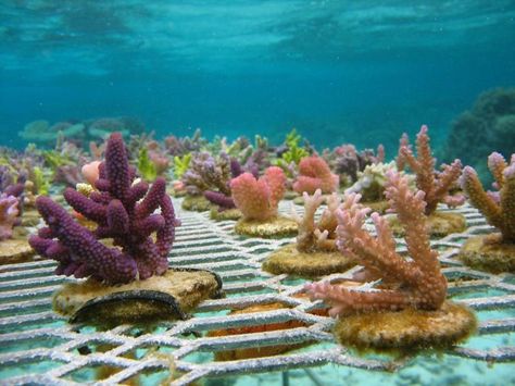 Reef Nursery, Coral Nursery, Crop Insurance, Ocean Nursery, Coral Garden, Ocean Photos, Nursery Theme, Science Project, Marine Biology