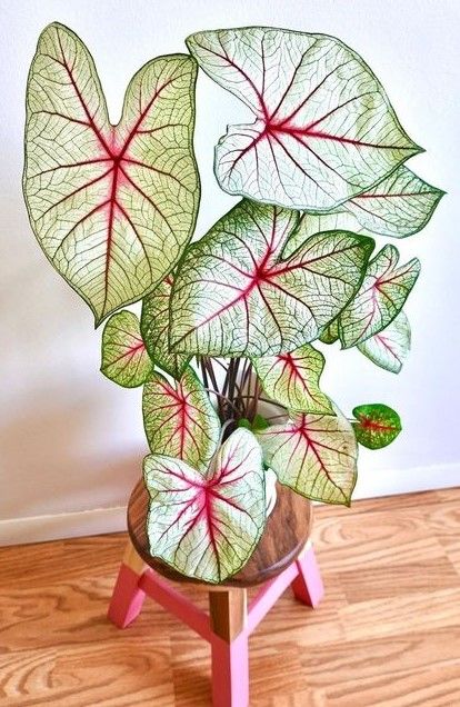 Caladium White Queen Caladium White Queen, White Caladium, White Queen, Garden Room, Plant Life, Gardening Tips, Planter Pots, Side Table, Queen