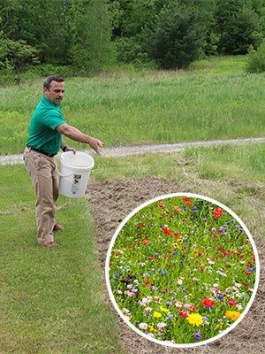 Wildflower Seeds, Flower Bulbs, Perennials Growing Wildflowers From Seeds, How To Grow Wildflowers From Seed, Wild Flower Meadow Garden, Planting Wildflowers, Lawn To Wildflower Meadow, Plant Wildflower Seeds, Fall Meadow, Picking Wildflowers, Grow Wildflowers