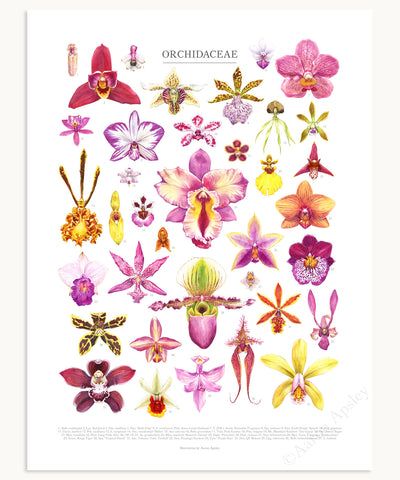 Orchid Illustration, Dendrobium Nobile, Fifty Flowers, Orchids Painting, Orchid Species, Orchid Flowers, Botanical Watercolor, Flowers Print, Orchid Flower