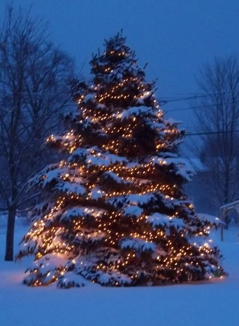 Christmas Christmas Tree In The Snow, Ornament Hot Chocolate, Advent Challenge, December Snow, Snow Christmas Tree, Feeling Minnesota, Christmas Tree Snow, Christmas Tree Pictures, Usa Christmas