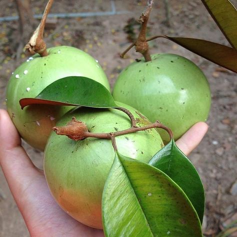 BIBIT BUAH_PUPUK BUAH on Instagram: “Selamat malam 🙏 Selain sawo ijo dan sawo manila apa lagi ya ya sebutan untuk buah yang satu ini?🤔🤔 . . @tanamanbuah_dan_pupukorganik…” Star Apple, Thanh Long, Green Star, Organic Garden, Garden Items, Organic Gardening, Manila, Berry, Pear