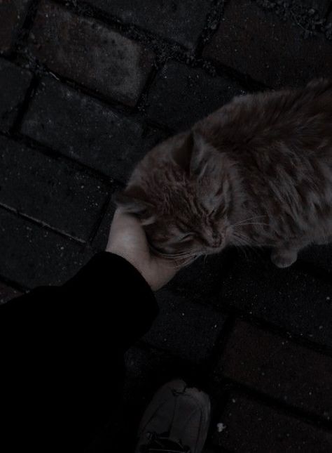 We Will Be Okay, Cat Dark, Love Is Real, Green Cat, Watch Movie, Damian Wayne, Muslimah Aesthetic, Cat Aesthetic, Be Okay