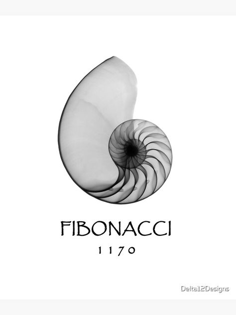 "Fibonacci, born 1170 - Nautilus Spiral Shell X-Ray" Art Print by Delta12Designs | Redbubble Nautilus Logo, Fibonacci Logo, Fibonacci Shell, Phi Tattoo, Structure Sketch, Fibonacci Spiral Art, Fibonacci Art, Spiral Logo, Shell Logo