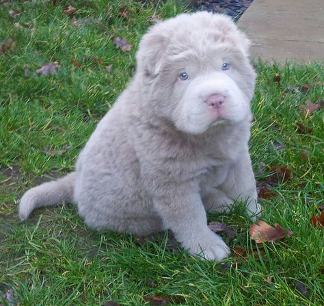 Rare Lillac Color Bear Coat Shar Pei Puppy. I have never seen one of those in my life! They are so cute! Bear Coat Shar Pei, Shar Pei Puppy, Shar Pei Puppies, Shar Pei Dog, Bear Coat, Shar Pei, Rhodesian Ridgeback, Sweet Dogs, Weimaraner