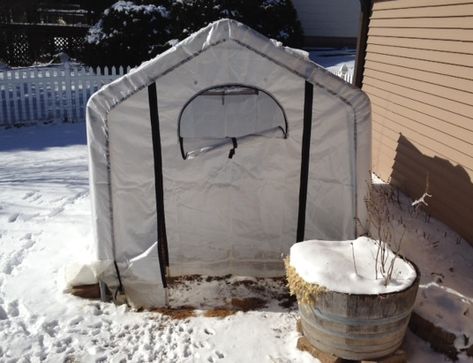 Portable Greenhouse/IG Potty Shelter (??) Dog Poop Area, Italian Greyhound Rescue, Porch Potty, Dog Potty Area, Greyhound Rescue, Cold Weather Dogs, Dog Bathroom, Outside Dogs, Dog Yard