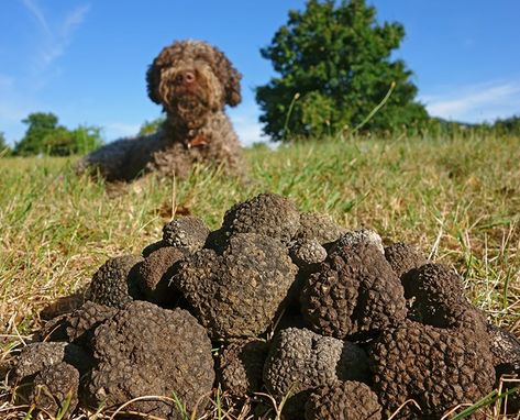 Connections - Truffle Treasure Hunting in Provence | AmaWaterways™ Growing Truffles, Asia Cruise, Black Truffles, Summer Truffle, Truffle Hunting, Wild Food Foraging, Umbria Italy, Italy Food, White Truffle