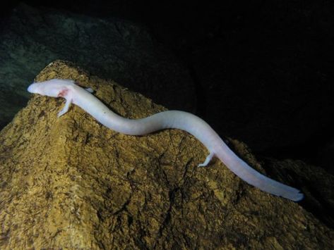 The olm is also known as the cave salamander, the proteus, the white salamander, the “močeril” (in Slovenia) – which translates to “one that burrows into wetness�”, and “oveja Ribica,” which means “human fish”. They can be found in Italy, Slovenia, Herzegovina, and Croatia. These critters belong to a collective of ancient amphibians that developed over 190 million years ago. They are listed as vulnerable by the IUCN, due to increased water pollution. Olm Salamander, Cave Salamander, Tapetum Lucidum, Aquatic Insects, Water Pollution, The Cave, Animal Facts, Bar Grill, Wildlife Nature