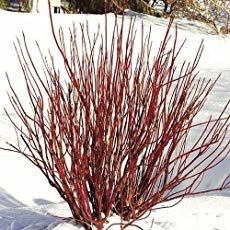 Red Twig Dogwood Propagation (Cornus stolonifera) - Growing The Home Garden Cornus Sericea, Dogwood Shrub, Red Osier Dogwood, Red Dogwood, Red Twig Dogwood, Twig Dogwood, White Flower Farm, Plant Catalogs, Yard Plants