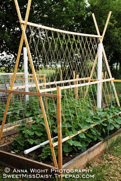 Cuc trellis Trellis For Cucumbers, Cucumber Trellis, Diy Garden Trellis, Cucumber Plant, Diy Trellis, Watering System, Plants Growing, Garden Vines, Veg Garden