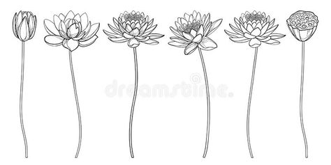 Vector set of outline Lotos or water lily flower, bud and seed pod in black isolated on white background. Contour ornate Lotus flowers with stem for summer stock illustration Lotus Pod Tattoo, Lotus Stem Tattoo, Water Lily Flower Tattoo Designs, Lotus Flower Blooming Stages Tattoo, Waterlily Drawing Tattoos, Water Lily With Stem Tattoo, Water Lily Outline Tattoo, Waterlily Drawing Simple, Water Lily Drawing Tattoo Ideas