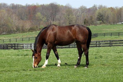 Manage pastures and horses' grazing times carefully to help reduce the risk of laminitis, a painful hoof condition. Horse Grazing Drawing, Feeding Horses, Grazing Horse, Equine Acupressure, Horse Grazing, Horse Pasture, Horse Poses, Drawing Horses, Horses Grazing