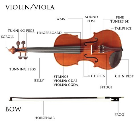 violin parts illustration Suzuki Violin Practice, Violin Tips, Violin Teaching, Violin Family, Violin Practice, Violin Instrument, Violin Art, Violin Parts, Learn Violin