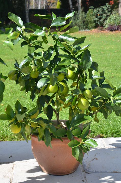 HOW TO MAINTAIN YOUR POTTED CITRUS | myproductivebackyard Citrus In Pots, Lemon Tree Potted, Key Lime Tree, Fruit Trees In Containers, Growing Citrus, Citrus Tree, Tattoo Plant, Growing Fruit Trees, Citrus Plant