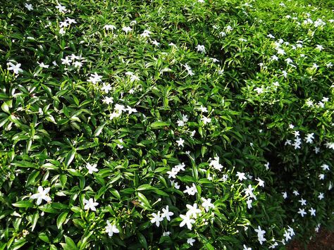 April in NOLA. Here’s what you need to know. Crepe Jasmine, Flowering Plants In India, Star Jasmine Vine, Florida Plants Landscaping, Laurel Shrub, Fast Growing Vines, Florida Native Plants, Jasmine Vine, Florida Landscaping