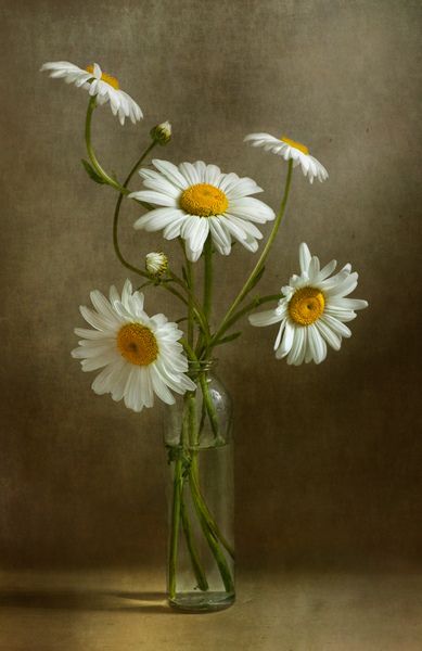 Daisies still life | Flickr - Photo Sharing! White Daisies, Life I, Still Life, Vase, Canvas, Glass, White, Art