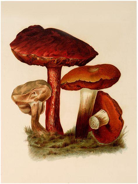 Vintage Brown Mushroom Image - Free from Graphics Fairy Mushroom Image, Mushroom Images, Vintage Botanical Illustration, Diy Kitchen Projects, Mushroom Pictures, Mushroom Drawing, The Graphics Fairy, Morel Mushroom, Antique Botanical Print