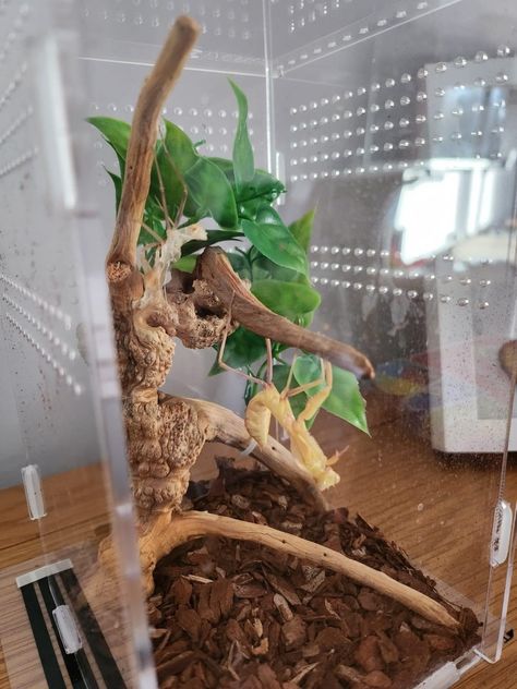 Leaf Insect Enclosure, Praying Mantis Pet Habitat, Orchid Mantis Enclosure, Praying Mantis Terrarium, Praying Mantis Enclosure, Mantis Terrarium, Mantis Enclosure, Prey Mantis, Velvet Spider