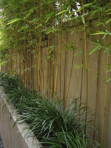 Modernize Your Garden - How to Grow Bamboo • The Garden Glove Bamboo Screen Garden, Phyllostachys Aurea, Bamboo Hedge, Growing Bamboo, Privacy Landscaping, Backyard Privacy, Bamboo Garden, Bamboo Tree, Bamboo Plants