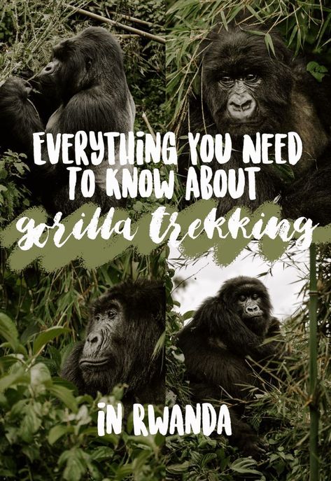 Gorilla Trekking In Rwanda, Rwanda Travel, Africa Trip, Animal Encounters, Gorilla Trekking, Travel 2024, Travel Wishes, Visit Africa, Instagram Locations