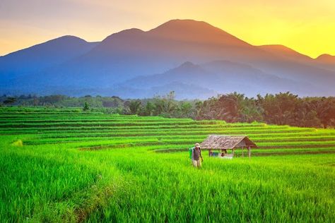 Paddy Field Photography, Indonesia Village, Asia Travel Destinations, Lightning Photos, Ethereal Nature, Paddy Field, Best Landscape, Rice Field, Dslr Background