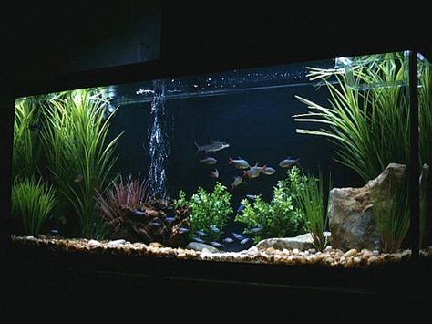 55 Gallon New Setup Community Fish Tank, 55 Gallon Aquarium, 10 Gallon Fish Tank, Biotope Aquarium, Fish Aquarium Decorations, Wall Aquarium, Fish Tank Stand, Fish Tank Design, Tropical Fish Aquarium