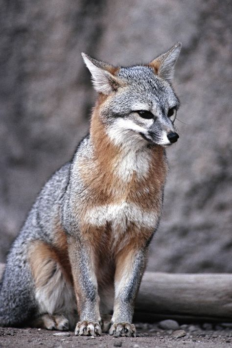 Wildlife Ecology, State Animals, Nature Creatures, Fox Species, Fox Animal, Fox Pictures, Animal Images, Grey Fox, Pet Fox