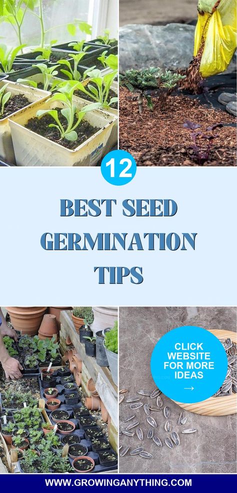 Simple seed germination tips can help every seed in your garden sprout successfully. Learn effective methods to enhance your planting success and enjoy a bountiful harvest. Planting Seeds Outdoors, Germinating Seeds Indoors, Germination Of Seeds, Garden Seeds Packets, Germinate Seeds, Germinating Seeds, Seeds Germination, Greenhouse Farming, Garden Compost