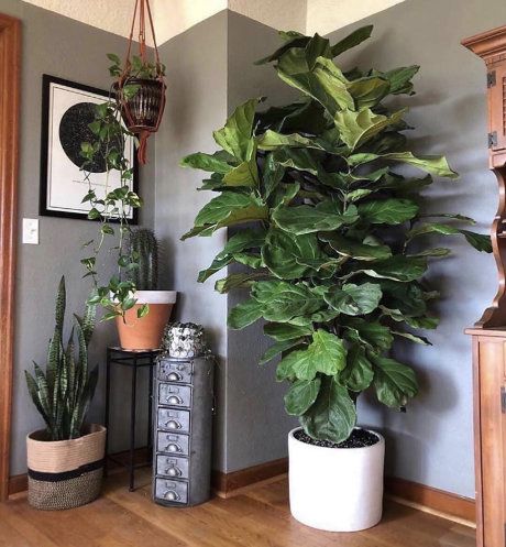 Low Maintenance Indoor Plants, Neon Pothos, Cast Iron Plant, Ficus Lyrata, Moth Orchid, Iron Plant, Best Indoor Plants, Houseplants Indoor, Ornamental Trees