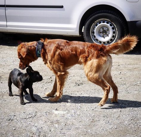 Golden Retriever Fit Golden Retriever, Field Line Golden Retriever, Working Golden Retriever, Dog Fitness, Rip Dog, Pretty Puppies, Fit Dogs, Dog Sports, Cutest Puppies