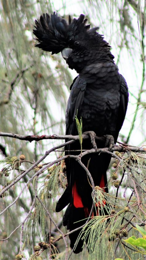 ML162001471 Red-tailed Black-Cockatoo Macaulay Library Melanistic Animals, Australian Parrots, Black Cockatoo, Best Cameras, Australian Wildlife, Australian Birds, Rare Animals, Bird Artwork, Airbrush Art