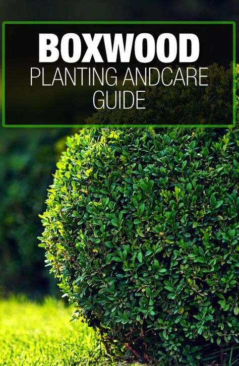 Front Yard Hedges, Balcony Hanging Plants, Balcony Patio Ideas, American Boxwood, Boxwood Bush, English Boxwood, Boxwood Landscaping, Boxwood Plant, Box Wood Shrub