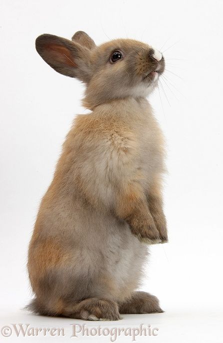 standing rabbit | WP38907 Baby brown rabbit standing up. Rabbit Standing, Rabbit Sitting, Brown Rabbit, Rabbit Pictures, Bunny Drawing, Cat Stands, Pet Bunny, Bunny Pictures, Rabbit Art