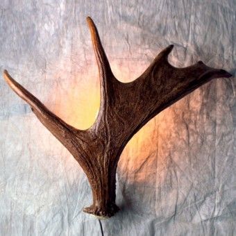 Moose Wall Sconce | Antler Decor Antler Display Ideas, Moose Antler Decor, Aspen Resort, Diy French Country Decor, Antler Lamp, Antler Decor, Antler Lights, Antlers Decor, Moose Decor