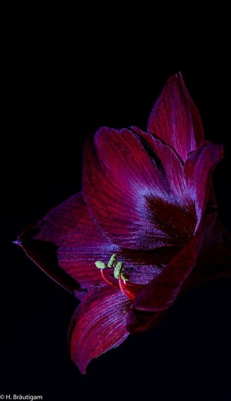 Dark Fuschia, Billy Kidd, Red Amaryllis, Magenta Flowers, Dark Magenta, Midnight Garden, Dark Flowers, Flower Phone Wallpaper, Red Aesthetic