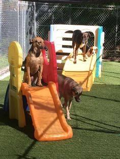 Dog Playroom, Outdoor Dog Area, Puppy Playground, Dog Friendly Backyard, School Trips, Doggie Daycare, Doggy Daycare, Park Ideas, Dog Playground