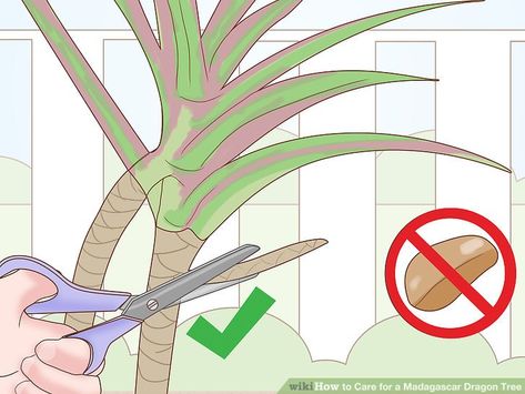 5 Ways to Care for a Madagascar Dragon Tree - wikiHow Dragon Tree Plant Care, Dragon Tree Plant, Madagascar Dragon Tree, Indoor Plants Diy, Low Maintenance Indoor Plants, Dracaena Marginata, Avant Garden, Tree Stem, Waterwise Garden