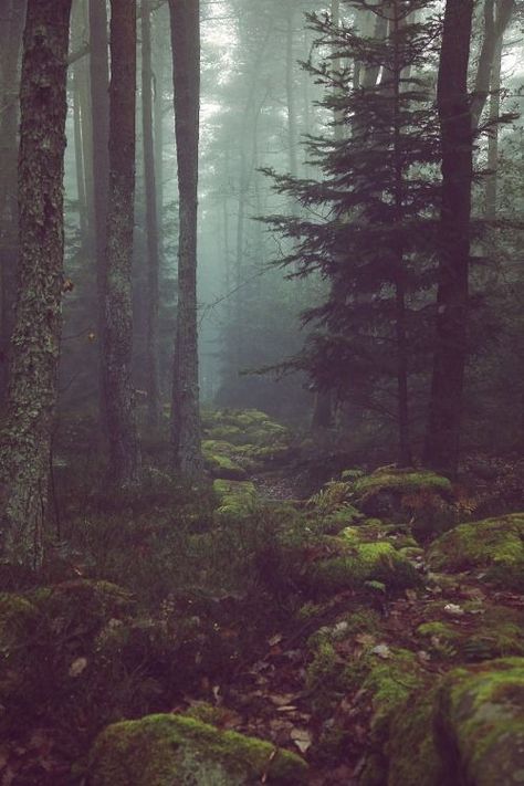 Moody forest aesthetic in the Pacific Northwest (Oregon and Washington) Fern Forest, الفن الرقمي, Theme Nature, Evergreen State, Wild Forest, Into The Wild, Dark Forest, Enchanted Forest, In The Woods