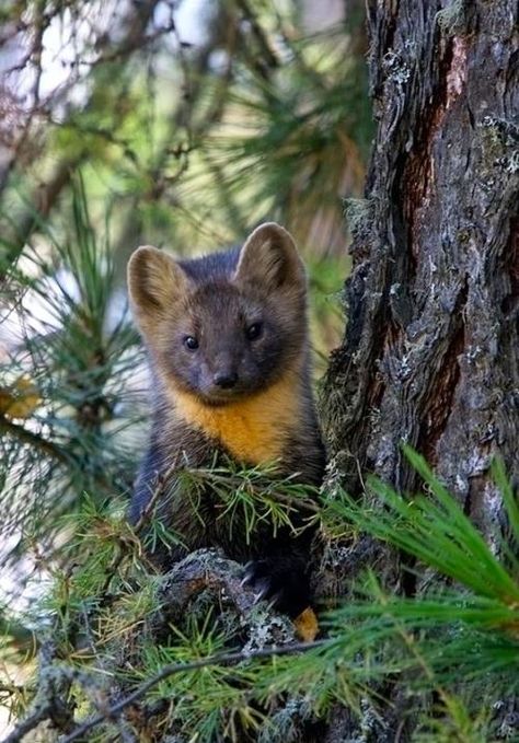 American Marten, Pine Marten, Little Critter, Amazing Animals, Animals Of The World, Animal Planet, Animal Photo, Nature Animals, Woodland Animals