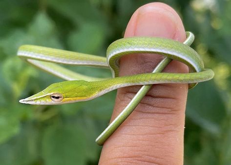 Asian vine snake Snake Moodboard, Snake On A Branch, Taipan Snake, Asian Vine Snake, Snake Eating Tail, Horned Viper Snake, Vine Snake, Danger Noodle, Rat Snake