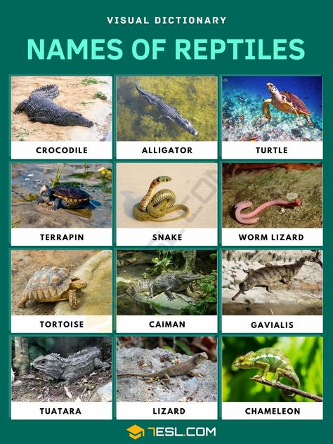 Reptiles Reptile Pictures, Types Of Reptiles, Pictures Of Reptiles, Amphibians Animals, Animals List, Earth Animals, Animal Infographic, Types Of Snake, Ecology Design