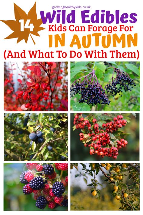 14 Wild Edibles Kids Can Forage In Autumn. Fun With Kids, Wild Foraging, Wild Food Foraging, Foraging Recipes, Edible Wild Plants, Foraged Food, Animals And Plants, Wild Edibles, Wild Food