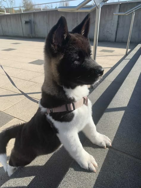 Akita Dog Puppies, Black Akita, American Akita Puppies, American Akita Dog, Akita Puppy, Akita Puppies, American Akita, Black Puppy, Japanese Dogs